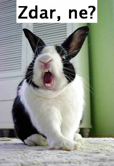 Funny-bunny-rabbit